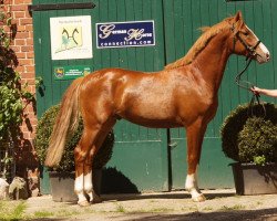 stallion Cerruti Deluxe (German Riding Pony, 2014, from Caspari Royale)