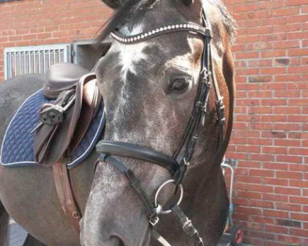 jumper Lilliputt (Oldenburg show jumper, 2011)