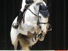 stallion Alicante (Holsteiner, 2005, from Casall Ask)