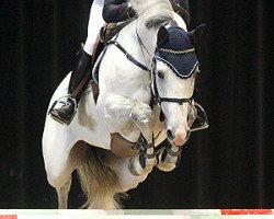 stallion Alicante (Holsteiner, 2005, from Casall Ask)