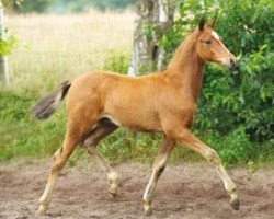 Springpferd New Magic (Deutsches Reitpony, 2012, von Nadir vom Splitting WE)