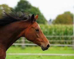 broodmare Lolita (Oldenburg, 1999, from Landjonker (Fruhling))