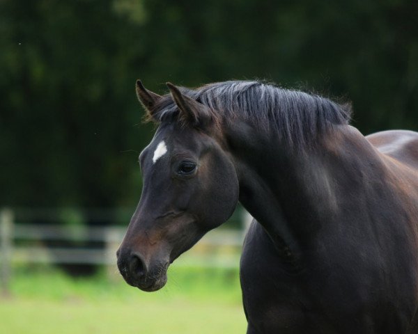 broodmare Contendro's Deern (Hanoverian, 2002, from Contendro I)
