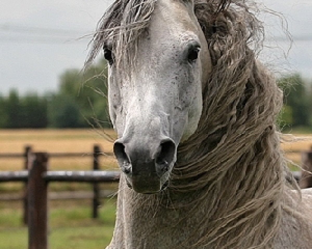 stallion Sirel (Arabian, 1998, from Silver General ox)