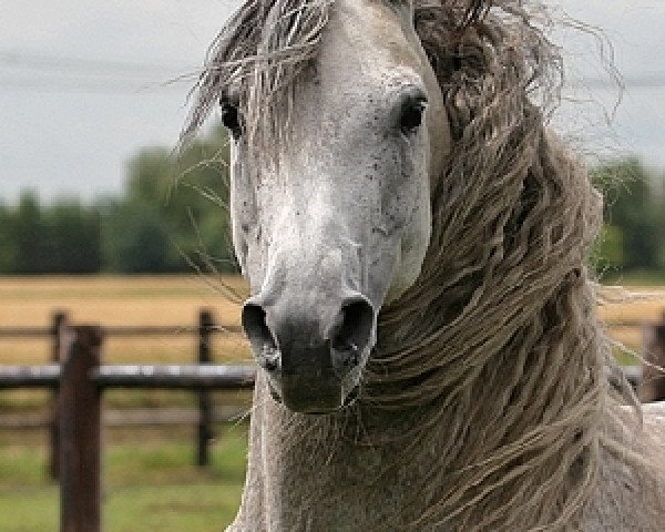 Deckhengst Sirel (Araber, 1998, von Silver General ox)