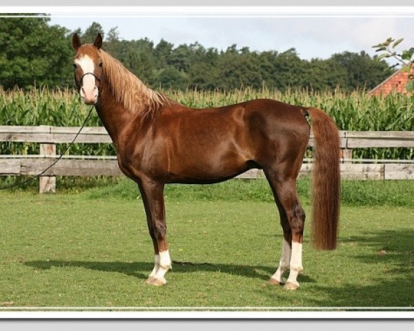stallion Natango (German Riding Pony, 1990, from Nantano)