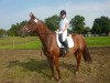 dressage horse Saphiro (German Warmblood, 2006, from Samber)