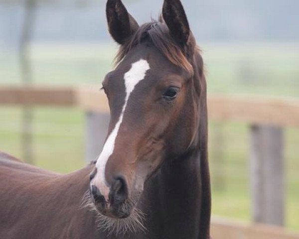 jumper Santaro (Hanoverian, 2011, from Stanley)