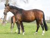 broodmare Contara (Hanoverian, 2005, from Contendro I)