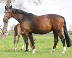 broodmare Contara (Hanoverian, 2005, from Contendro I)