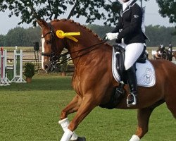 dressage horse Walino 22 (Westfale, 2005, from Westernhagen)