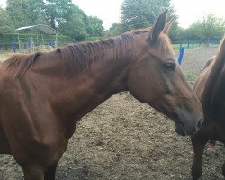 broodmare Manila (Oldenburg, 2009, from Desperados FRH)