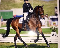 dressage horse Dancing Empire (Rhinelander, 2007, from Dancing Dynamite)