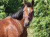 dressage horse Saba 34 (Hungarian Warmblood, 2001, from Vése Mersuch-58)