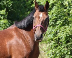 dressage horse Saba 34 (Hungarian Warmblood, 2001, from Vése Mersuch-58)