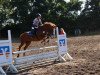 jumper Nobellina (German Riding Pony, 2002, from Wimbledon)