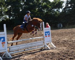 Springpferd Nobellina (Deutsches Reitpony, 2002, von Wimbledon)