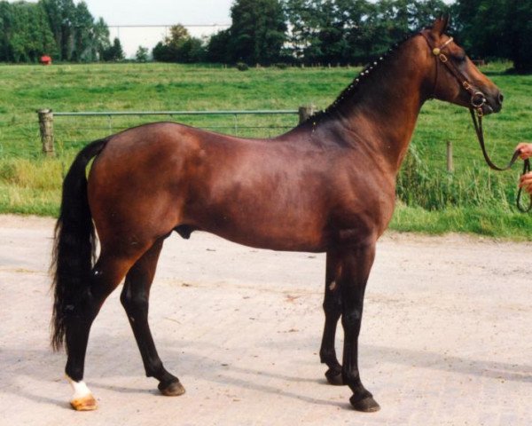 stallion Folklore (Nederlands Welsh Ridepony, 1988, from Power Boy)