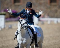 dressage horse Elin's Noncisdador (German Riding Pony, 2002, from Nostradamus)