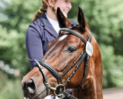 dressage horse Salitos Boy F (Westphalian, 2012, from Sir Schiwago)