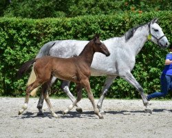 jumper Atlanta des Sequoias Z (Zangersheide riding horse, 2015, from Aktion Pur Z)