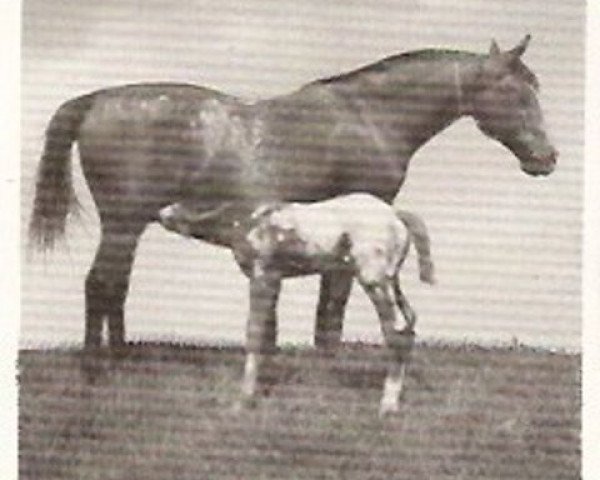 Zuchtstute Pride of California (Appaloosa, 1941, von Cyclone McDonald)