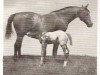 Zuchtstute Pride of California (Appaloosa, 1941, von Cyclone McDonald)