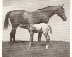 broodmare Pride of California (Appaloosa, 1941, from Cyclone McDonald)