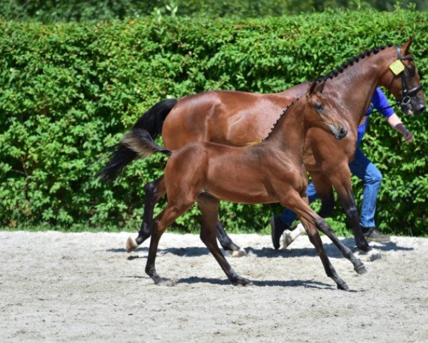 broodmare Akilly D (KWPN (Royal Dutch Sporthorse), 2005, from Sable Rose)