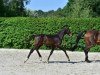 stallion Lamour Z (Zangersheide riding horse, 2015, from Levisto Z)