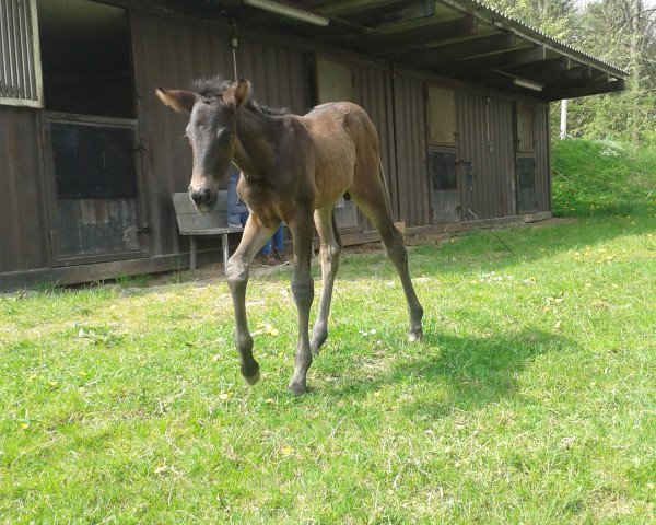 Dressurpferd Rüpel DB (Westfale, 2014, von Richy)