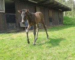 dressage horse Rüpel DB (Westphalian, 2014, from Richy)