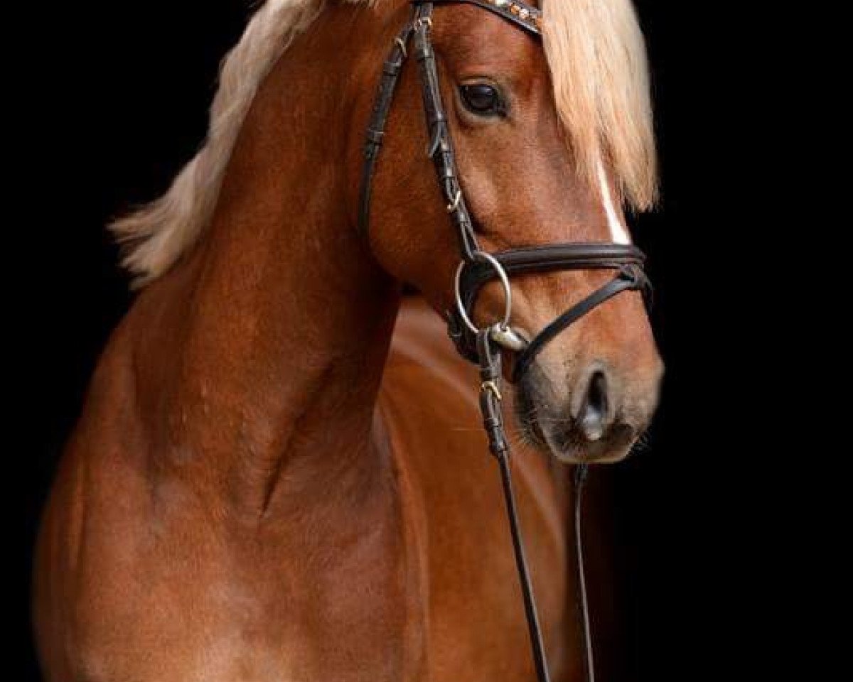 Dressurpferd Dream Star (Westfale, 2011, von HET Golden Dream)