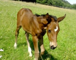 dressage horse Rosanna DB (Westphalian, 2012, from Richy)