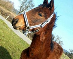 dressage horse Diatango DB (Westphalian, 2015, from Diatano)