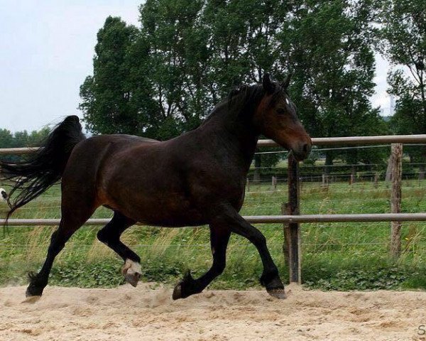 broodmare Palanterhof Ivestra (Welsh-Cob (Sek. D), 1998, from Bimberg- Boyo)