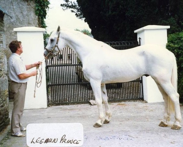 stallion Legaun Prince (Irish Draft Horse, 1970, from Milestone)