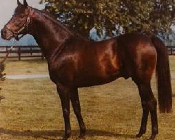 stallion Noble Jay xx (Thoroughbred, 1959, from Double Jay xx)