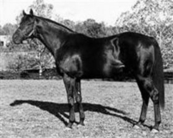 stallion Double Jay xx (Thoroughbred, 1944, from Balladier xx)
