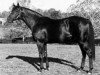 stallion Double Jay xx (Thoroughbred, 1944, from Balladier xx)