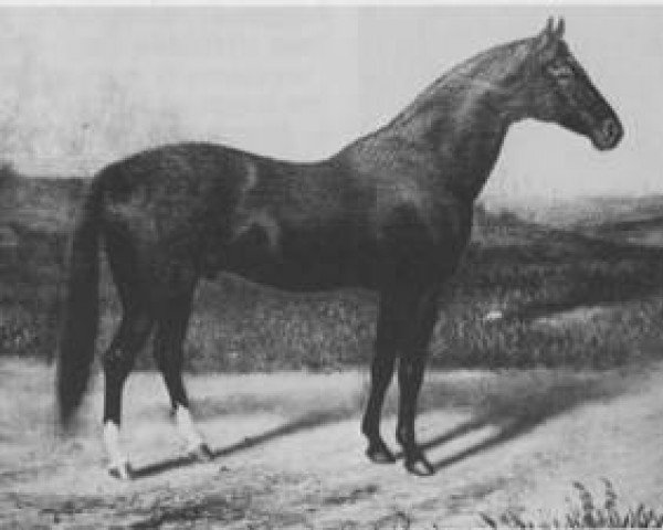stallion Himyar xx (Thoroughbred, 1875, from Alarm xx)