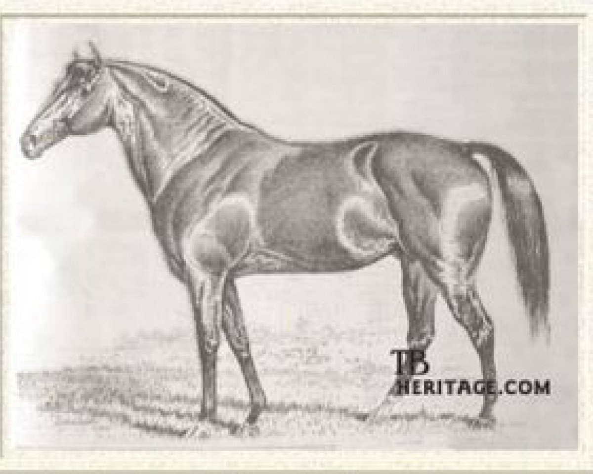 stallion Alarm xx (Thoroughbred, 1869, from Eclipse xx)