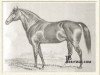 stallion Alarm xx (Thoroughbred, 1869, from Eclipse xx)