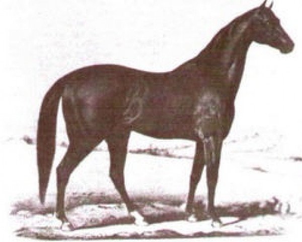 stallion Eclipse xx (Thoroughbred, 1855, from Orlando xx)