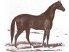 stallion Eclipse xx (Thoroughbred, 1855, from Orlando xx)