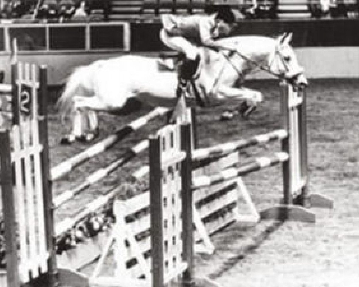 stallion Good Twist xx (Thoroughbred, 1960, from New Twist xx)