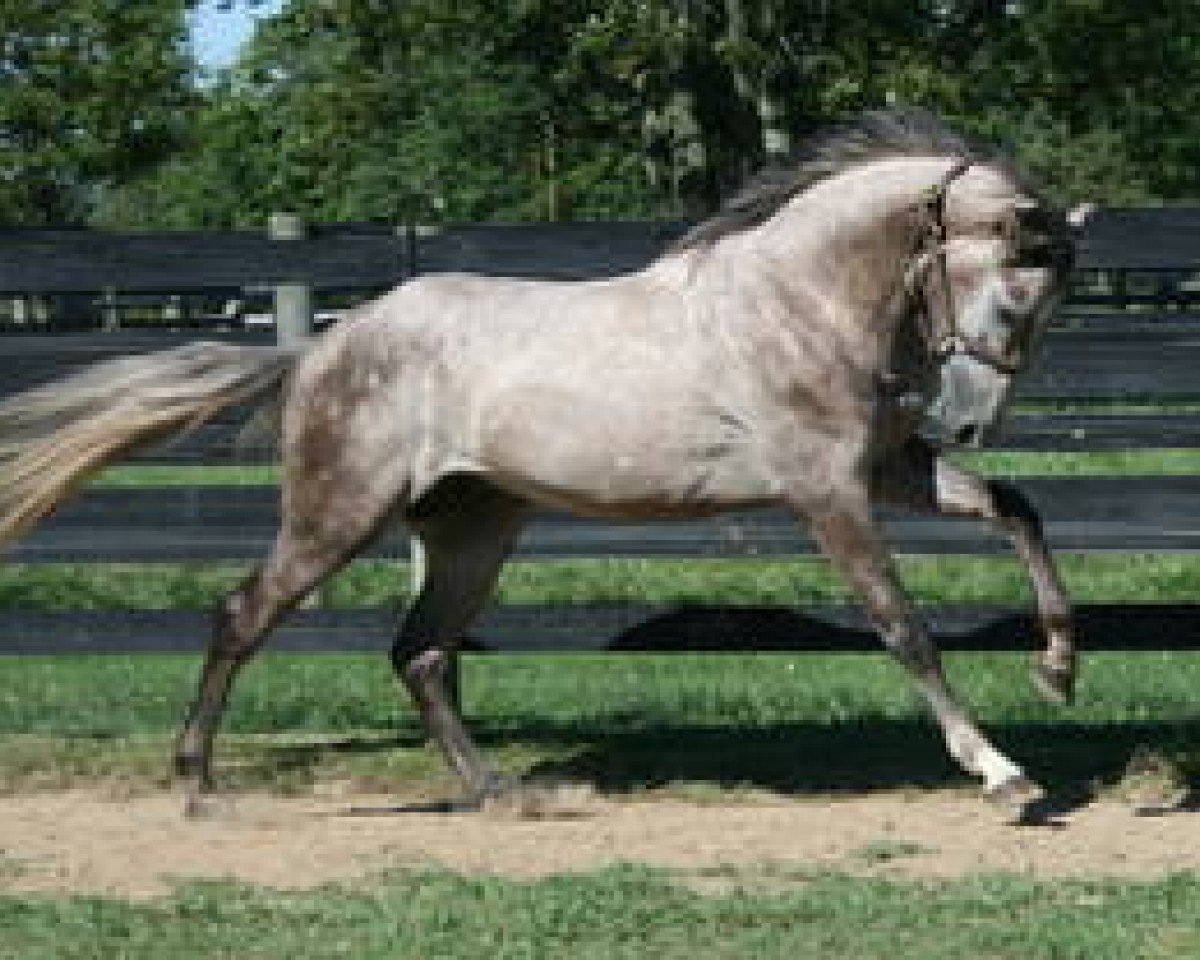 Deckhengst Gemini CL xx (Englisches Vollblut, 2008, von Good Twist xx)