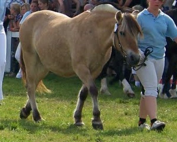 Zuchtstute Sofie (Fjordpferd, 1988, von Svejk FJH 581)