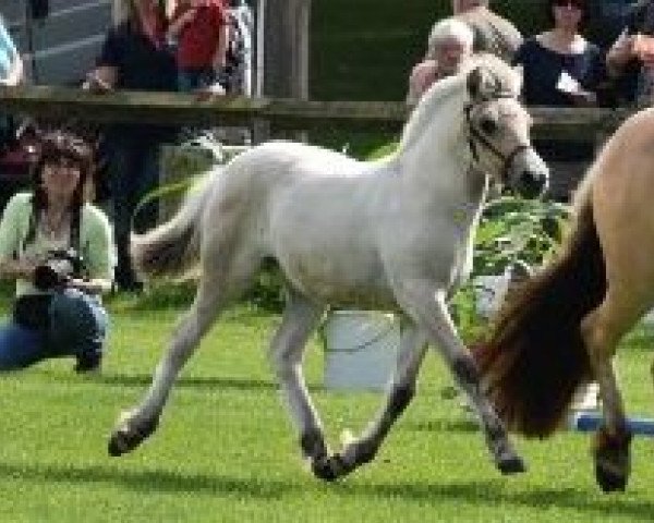 broodmare Sirka H (Fjord Horse, 2016, from Sirko)