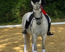 dressage horse Hesselteichs Dancing Diamond (German Riding Pony, 2007, from Dressman II)